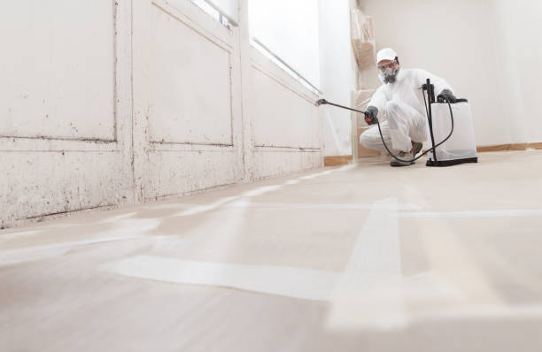 24/7 Emergency Black Mold Remediation experts in Springfield, FL