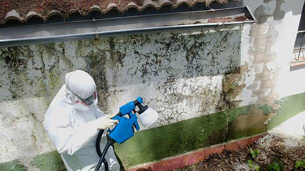 Top rated local Black Mold Remediation specialists in Springfield, FL